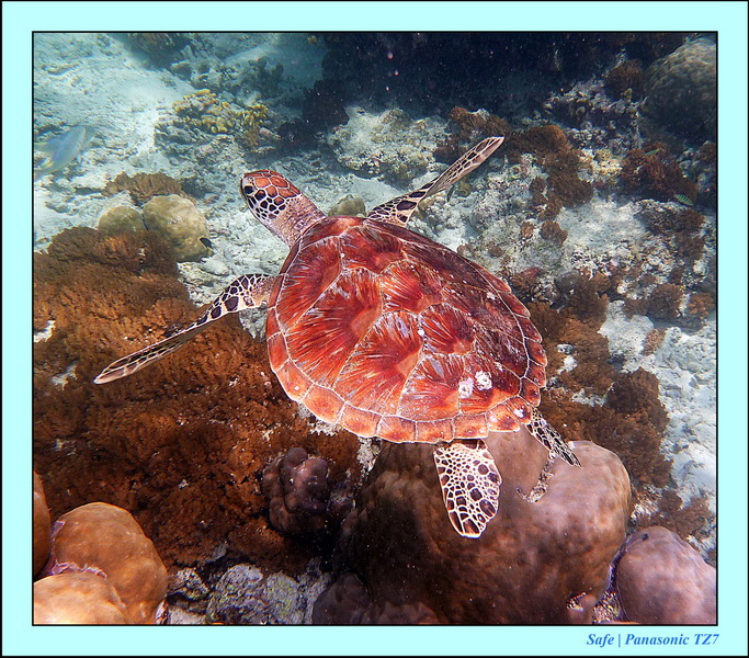 2011 - 08 - Borneo - Sipadan 099